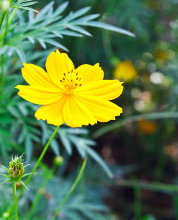 Yellow Cosmos flower with the green leafの写真素材