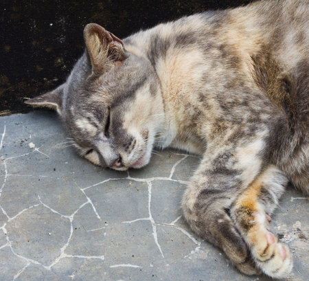 The Thai cat it's sleep on the floorの写真素材