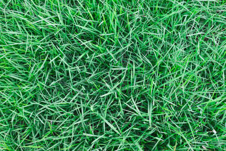 Close up of fresh spring green grassの写真素材