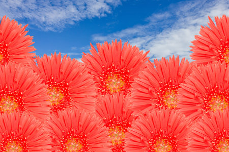 The red Gerbira flowers with blue sky for background