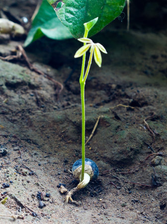 Young plant growing on the ground