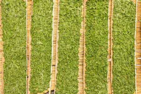 dried of freshwater algae in Nan, Thailandの写真素材