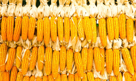 Dried corn, dried on a rack.