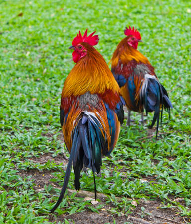 colorfull of the bantam in the green field , Thailandの写真素材