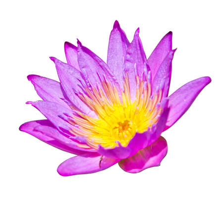 purple lotus on white backgroundの写真素材