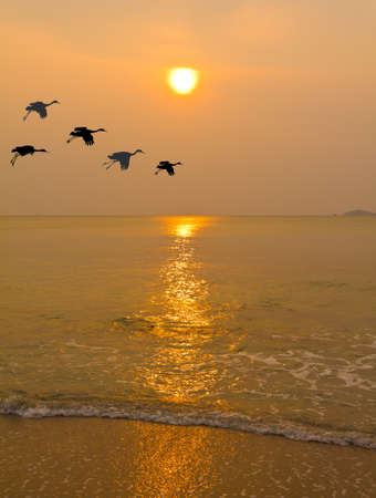 bird and the sunset at the seaの写真素材