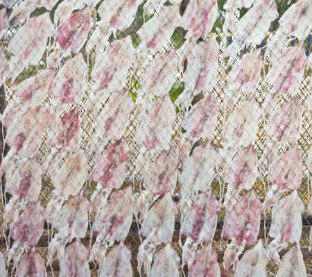 drying squids on the net, from Thailandの写真素材