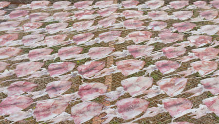 drying squid on the net, product from Thailand.の写真素材