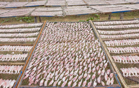 drying squid on the net, product from Thailand.の写真素材