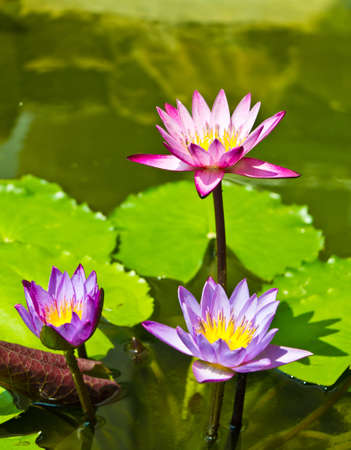 triple lotus in the pond with leavesの写真素材