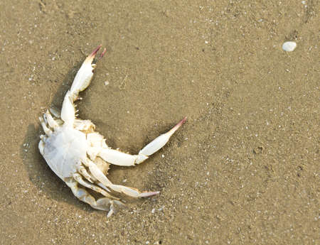 A dead crab shell on the beach, Thailandの写真素材