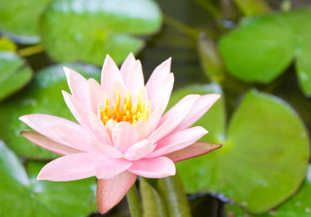  lotus in the pond with the green leavesの写真素材
