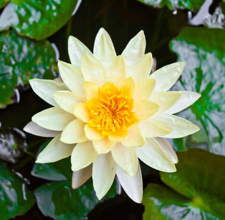  lotus in the pond with the green leavesの写真素材