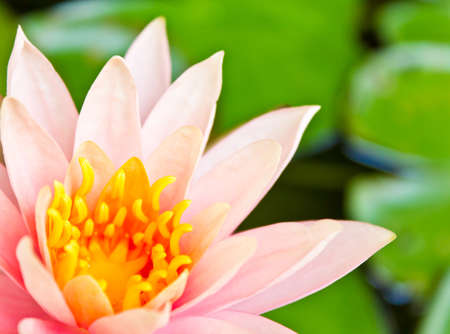  lotus in the pond with the green leavesの写真素材