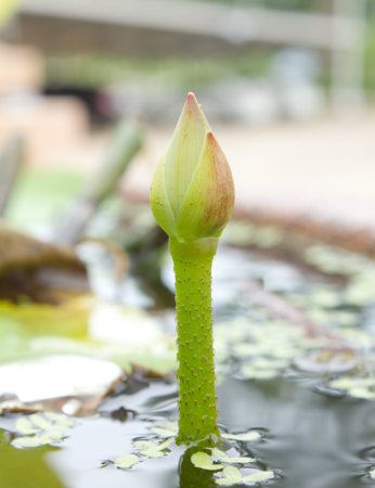 little  lotus in the pond with the green leavesの写真素材