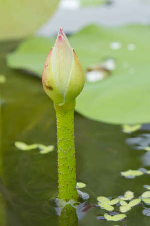 little  lotus in the pond with the green leavesの写真素材