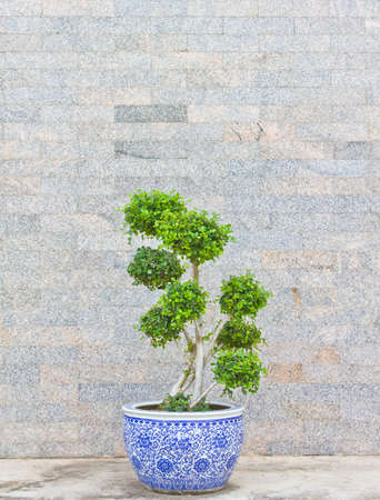 the green tree with stone wall for backgroundの写真素材