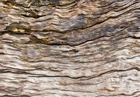 Texture shot of dead wood, filling the frameの写真素材