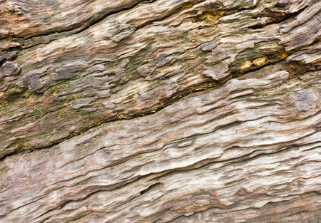 Texture shot of dead wood, filling the frame