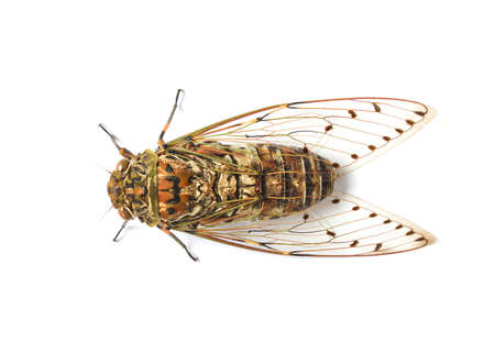 cicada insect isolated on white backgroundの写真素材