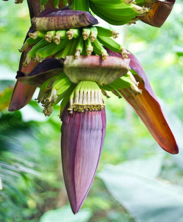 the fresh banana blossom on banana treeの写真素材
