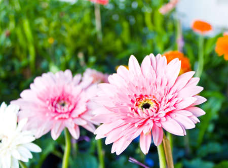 closed up of the pink gerbera flower in the gardenの写真素材