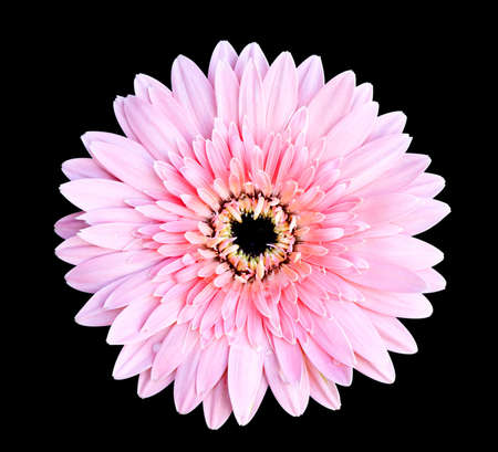 pink gerbera flower on black background with clipping pathの写真素材
