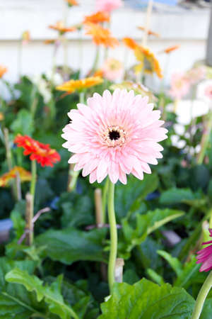 closed up of the pink gerbera flower in the gardenの写真素材