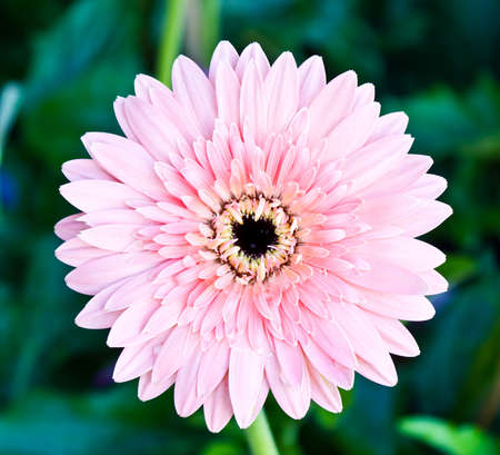 closed up of the pink gerbera flowerの写真素材