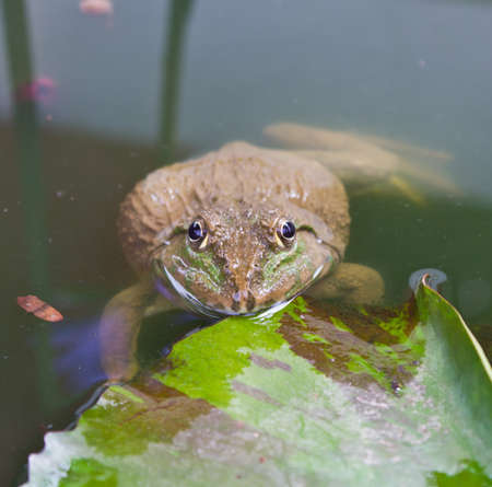 closed up of the frog in the pondの写真素材