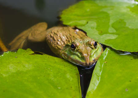 closed up of the frog in the pondの写真素材