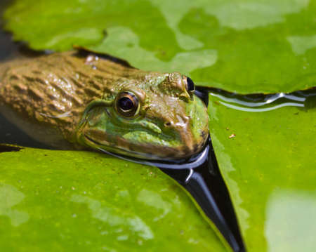 closed up of the frog in the pondの写真素材