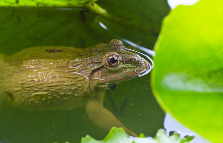 closed up of the frog in the pondの写真素材