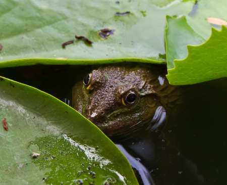 closed up of the frog in the pondの写真素材