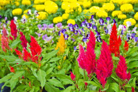 colorful of flowers in the parkの写真素材