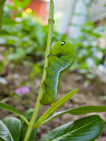 Caterpillar are sleeping. After eating the leaves.の写真素材