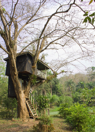 the hut on a tree in national park, Thailand