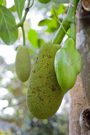 little jack fruit on tree
