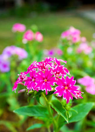 colorful of pink flowers in the parkの写真素材