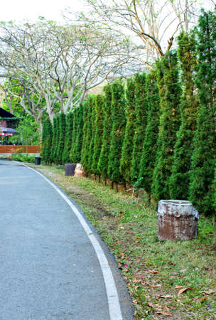 row of pine trees beside the street in the parkの写真素材