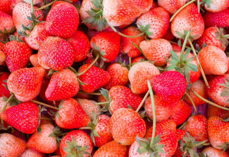 close up shot of strawberries in Thailandの写真素材