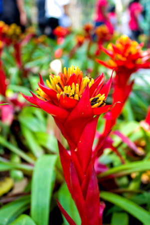 colorful of flowers in the parkの写真素材