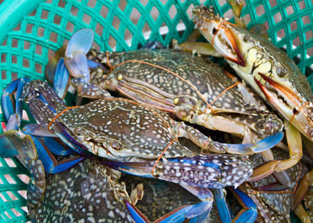 Fresh raw flower crab or blue crab in the market, Thailand の写真素材