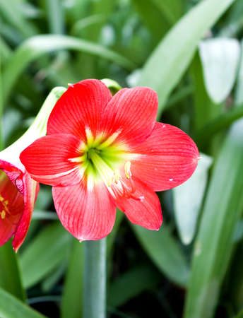 beautiful of red flower in the park, Thailandの写真素材