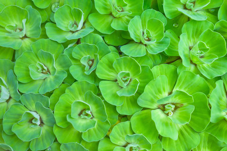 little water lettuce used wastewater treatmentの写真素材