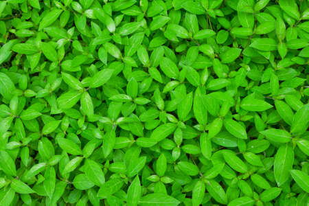 background from the green leafの写真素材