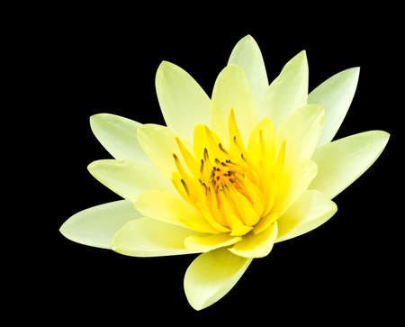 yellow lotus on white background with clipping pathの写真素材