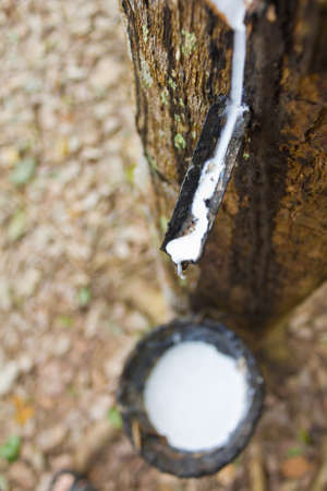 Rubber flows from the rubber tree.の写真素材