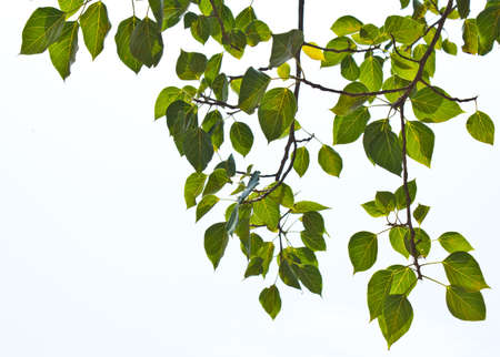 green leaves on the white の写真素材