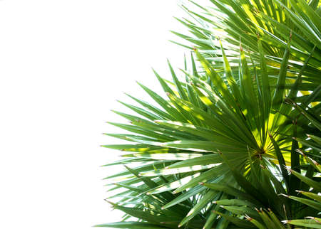 green leaves on the white backgroundの写真素材